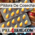 Píldora De Cosecha cialis2